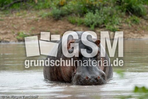 Flusspferd (67 von 104).jpg